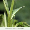 anthocharis cardamines pyatigorsk pupa1a